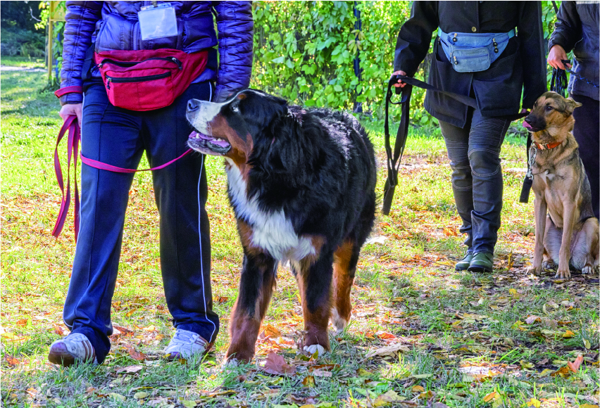 ペットステーションプロデュース事業