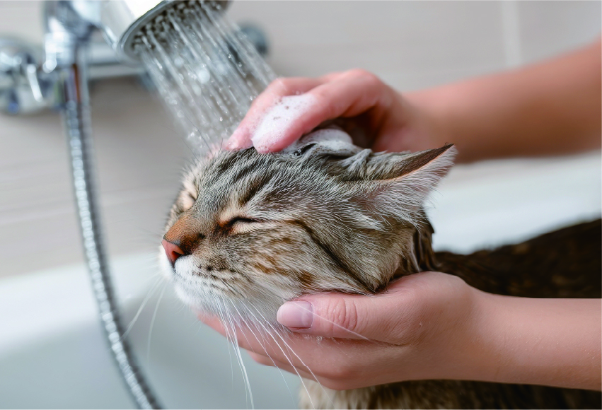 セルフシャンプールーム